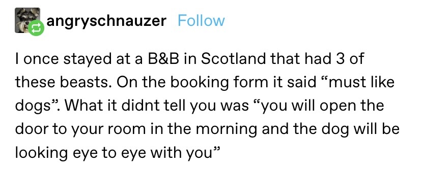 I once stayed at a b&b bed and breakfast in scotland that had 3 three of these beasts on the booking form it said must like dogs what they didn't tell you was you will open the door to your room in the morning and the dog will be looking eye to eye with you