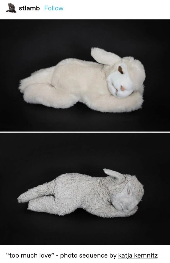 to much love
little stuffed lamb
little stuffed animal lamb