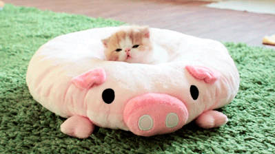 kitty cat sleeping on pig pillow gif
