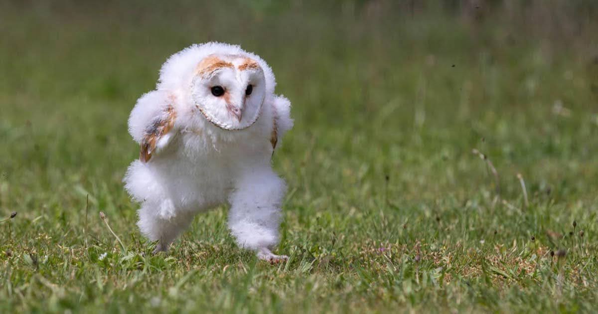 white barn owl running 