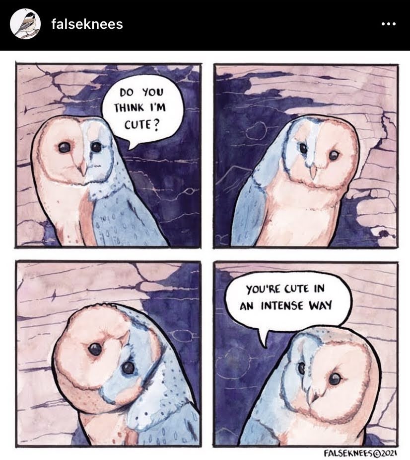 falseknees do you think I'm cute you're cute in an intense way owls barn owls