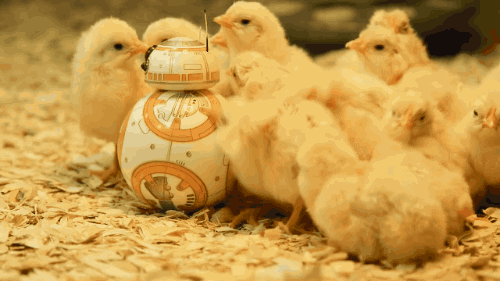 chicks bb8 star wars